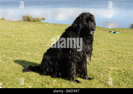 Newfoundland Dog Stock Photo