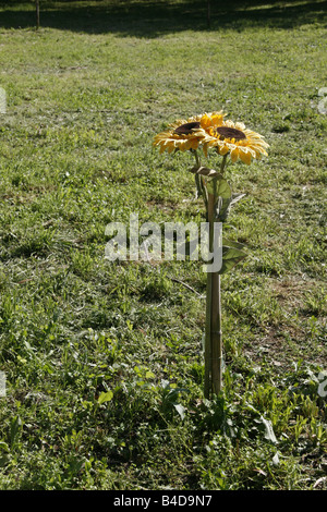 many yellow sunflowers in pots in sun in garden Stock Photo - Alamy