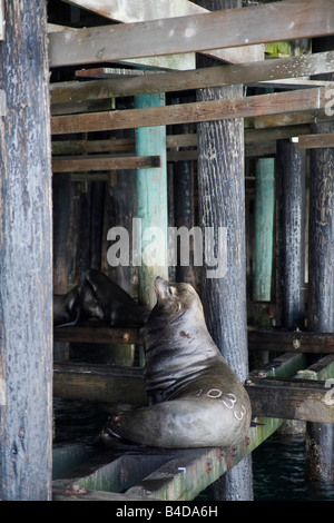 A sea lion branded with a number for scientific research rests underneath the Santa Cruz Wharf in Santa Cruz California USA Stock Photo