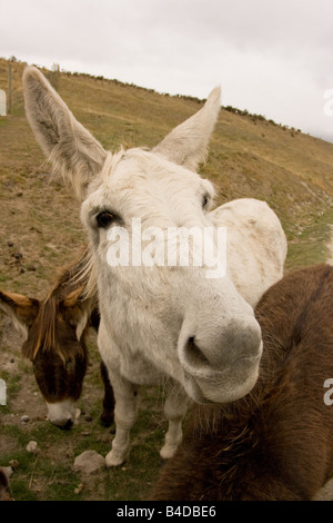 Hilarious Close up portrait of white Donkey expecting food Stock Photo