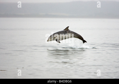 Bottlenose Dolphin Großer Tümmler Tursiops truncatus calf 'Charlie' leaping Chanonry Point Inner Moray Firth Scotland Stock Photo