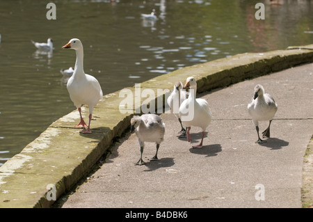 Family of White Snow Geese Stock Photo