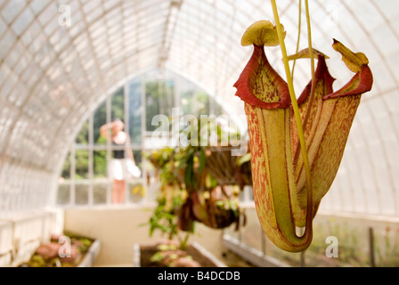 Close up of Nepenthes Pitcher plant growing in an 18th Century greenhouse in the Botanical Gardens in Valencia Stock Photo