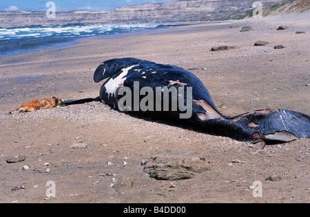 Dead beached southern right whale, dog eating from its fin, Peninsula Valdez, Argentina Stock Photo