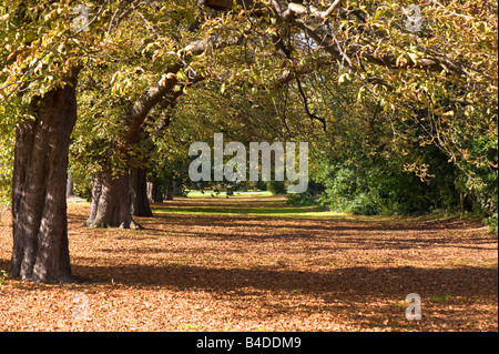 Early autumn in Ealing Common W5 London United Kingdom Stock Photo
