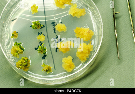 Alfalfa embryos forming from cells. Stock Photo