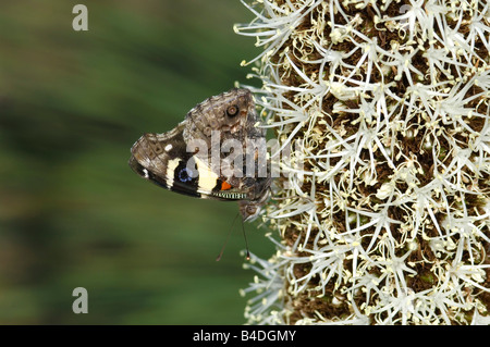 Australian yellow admiral butterfly on grasstree flower Stock Photo