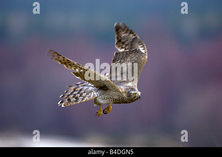 Goshawk in flight Stock Photo