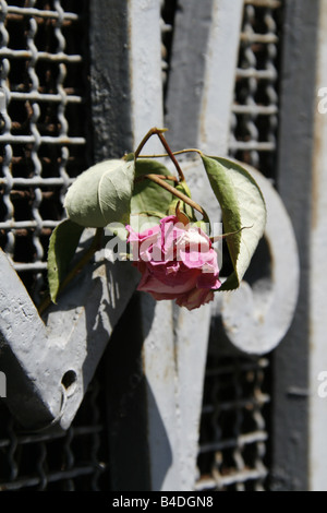 one red rose left on metal gate in city town Stock Photo