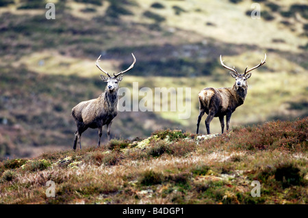Red Deer Stags in the glen Stock Photo