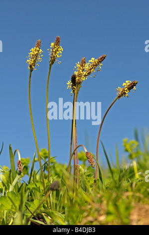 English Plantain Ribwort Plantain Plantago lanceolata flowering Stock Photo