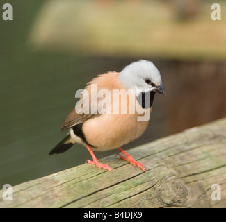 Parson s Finch Poephila cincta Black throated Finch Captive Stock Photo