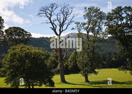 Tollymore Forest Park near Newcastle, Mourne Mountains, County Down, Northern Ireland Stock Photo