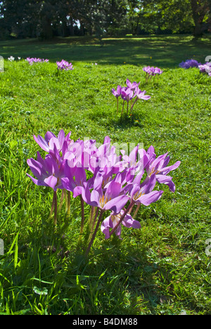 Autumn crocus colchicum autumnale in September Stock Photo