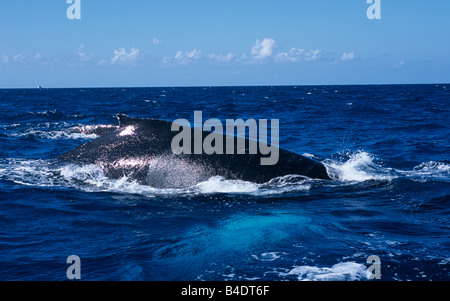 humpback whale, Silver banks, Dominican Republic Stock Photo