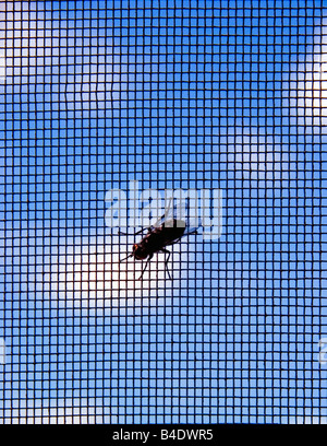 FLY ON SCREEN Stock Photo