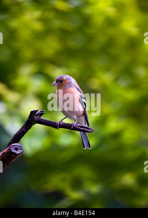 Chaffinch Perched On Branch In The Rain - Fringilla coelebs Stock Photo