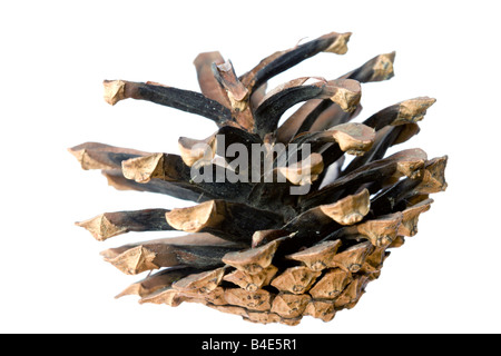 isolated pine cone Stock Photo