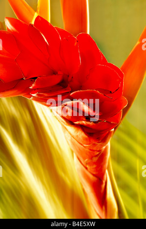 Alpinia purpurata or Red Ginger. Native from Malaysia Stock Photo