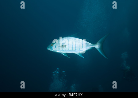A Greater Amberjack, Seriola dumerili, swims by after being attracted to the diver's air bubbles. Stock Photo