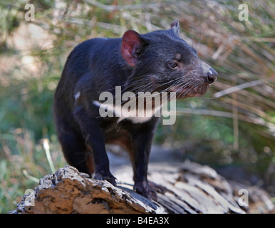 Wild tasmanian devil endangered with extinction is eating meat in ...
