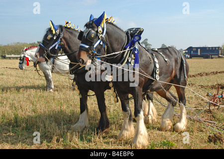 Shire horses Stock Photo