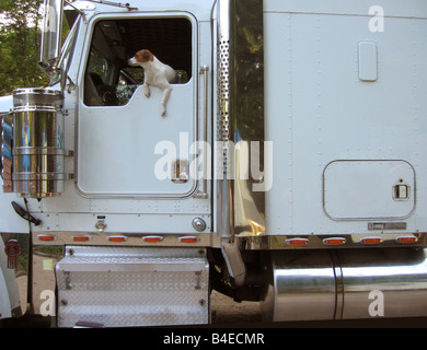 A dog appears to be driving a truck as it is leaning out of the drivers side window of the cab of an eighteen wheeler. Stock Photo