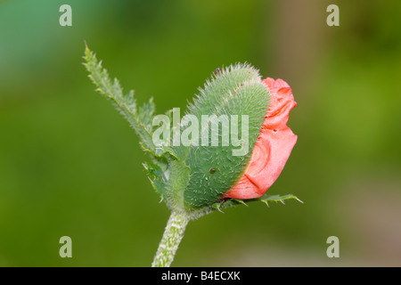 Oriental poppy unopened flower. Stock Photo