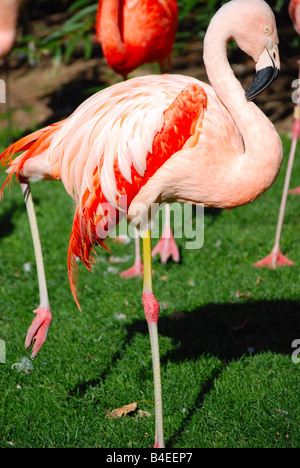 A pink flamingo standing on one leg Stock Photo