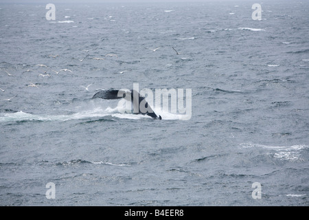 Humpback whales Megaptera diving or kick feeding displaying their flukes tails Stock Photo