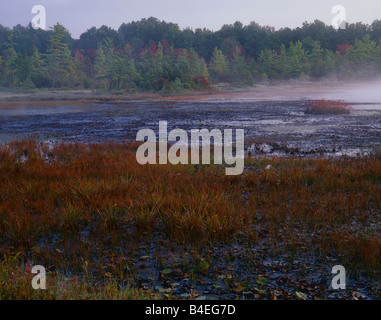 A foggy morning at Ponemah Bog with early Autumn foliage in view and fog over the bog pond. Stock Photo