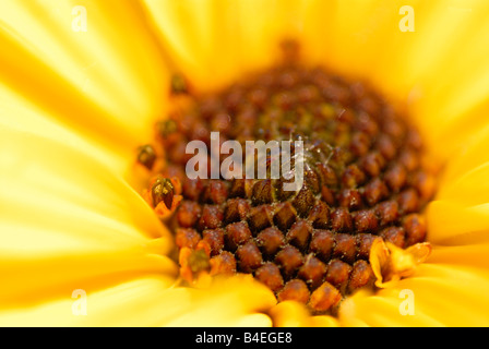 Stock photo of a close up shot of a Maximilian Sunflower Stock Photo