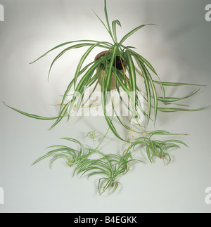 Spider Plant Chlorophytum comosum plant with trailing plantlets Stock Photo