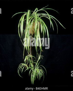 Spider plant Chlorophytum comosum plant with plantlets Stock Photo