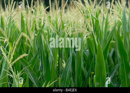 Field of summer corn Stock Photo