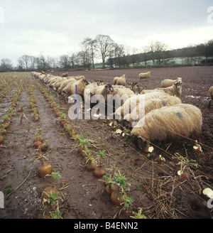 North of England mule ewe sheep foraging on swedes in damp bleak winter farmland Stock Photo