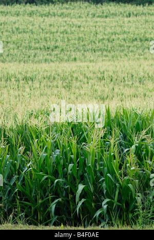 Field of summer corn Stock Photo