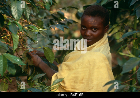 Woman in yellow picking leaves, portrait, Burundi, Africa Stock Photo