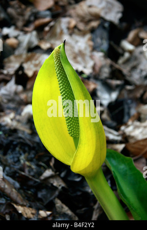 Yellow skunk cabbage (Lysichiton americanus) Stock Photo
