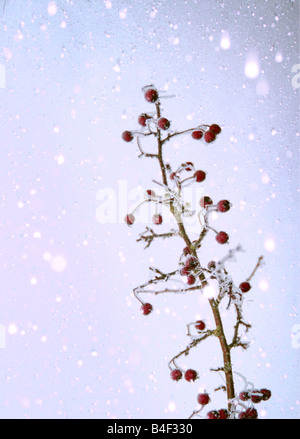 frosted red berries Stock Photo