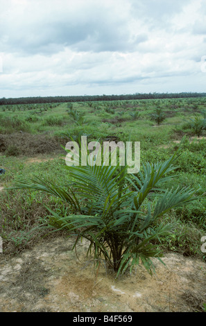 Young plantation of oil palm in area cleared for planting Malaysia Stock Photo