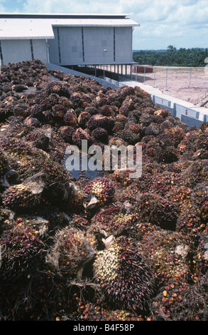 Harvested oil palm fruit stored in bins at a new processing plant in southern Thailand Stock Photo