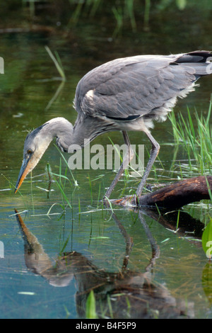 Grey Heron (Ardea cinera), fishing Stock Photo
