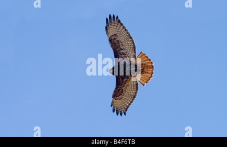 Red-tailed Hawk Buteo jamaicensis Duluth Minnesota United States 16 October Adult dark morph Acciptridae Stock Photo