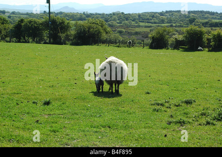 Sheep - Mother and her ewe walking away in a field Stock Photo