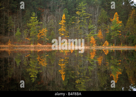 Autumn colors of Tamarack pines reflecting in the water of the bog pond. Stock Photo