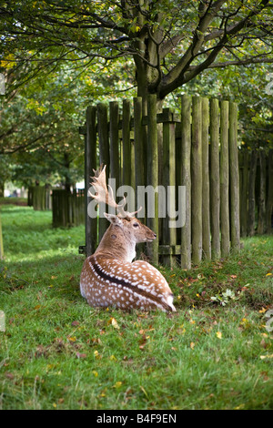 UK Cheshire Altrincham Dunham Massey Hall NT Fallow deer buck in park Stock Photo