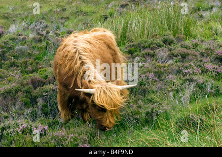 Highland cattle by the roadside from Ullapool to Durness in the Scottish Highlands Stock Photo