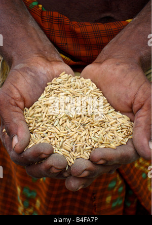 Asian man holding freshly harvested rice with husks in hands ready to be poured for processing and milling at the farm plant. Stock Photo