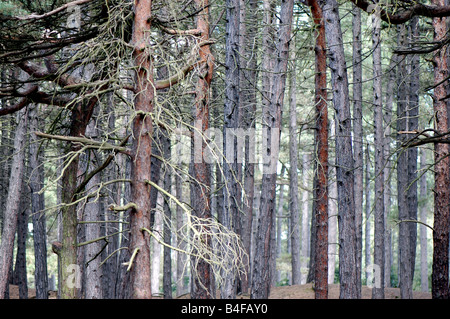 Stands of Corsican and Scots pine forest Stock Photo